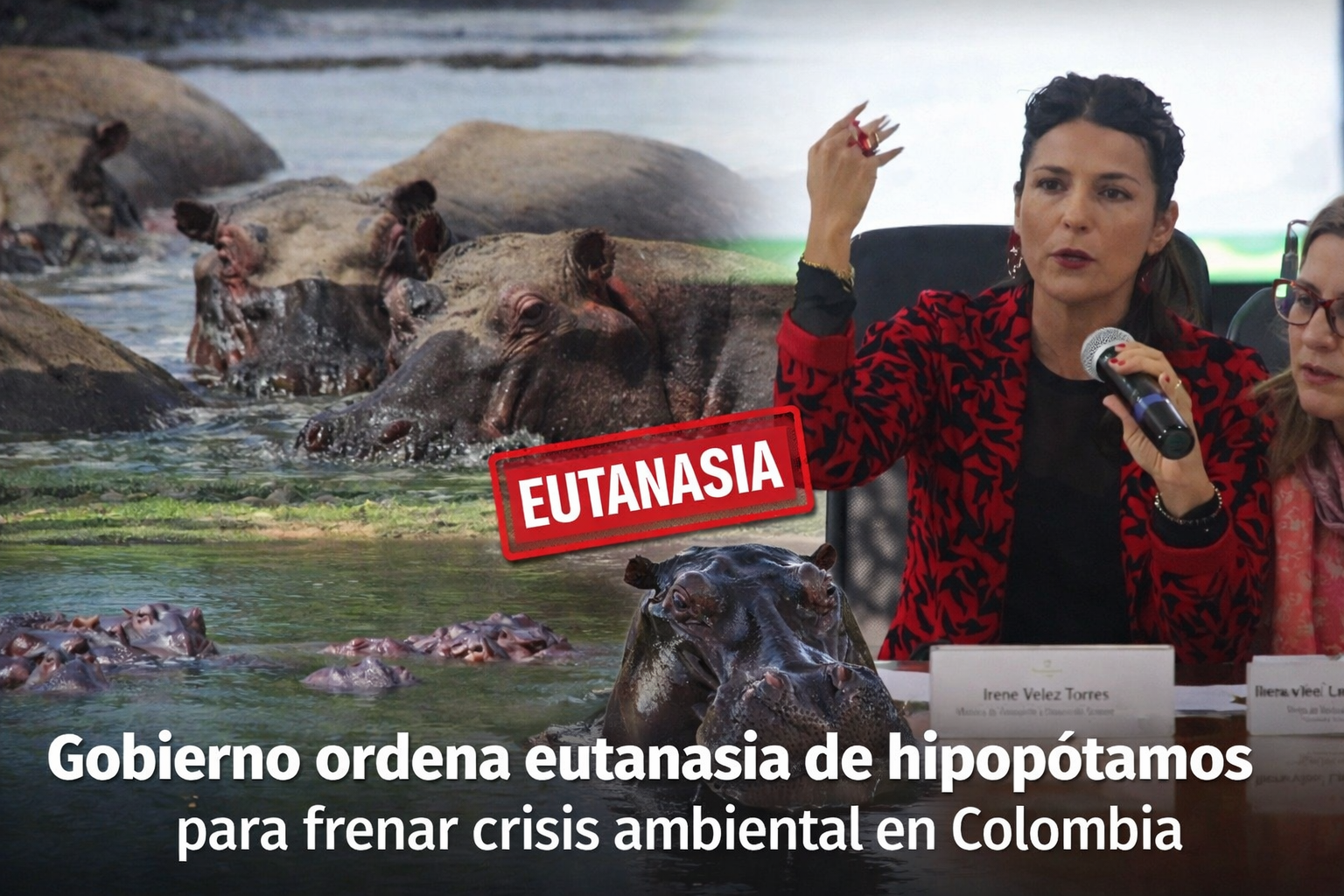 Eutanasia de hipopótamos y crisis ambiental